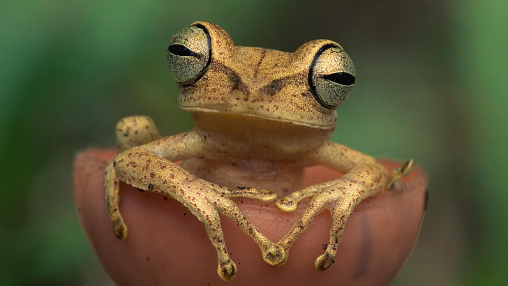 frog, animals, nature, amphibian, HD wallpaper