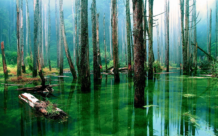 brown trees standing on green water rainforest photo, swamp, nature, HD wallpaper
