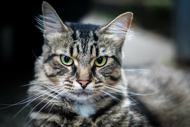 selective focus photography of gray tabby cat, cat, Friendly