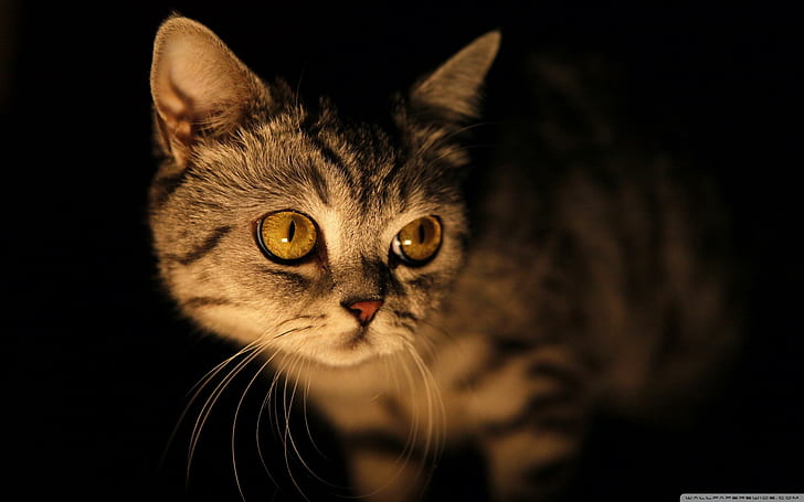 Mysterious Cat, brown, black, eyes, animals