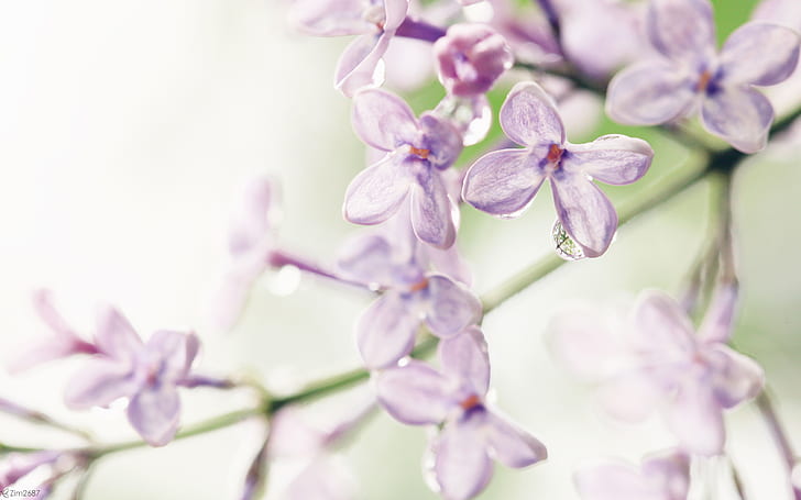 Lilac Flowers, purple petaled flowers, HD wallpaper