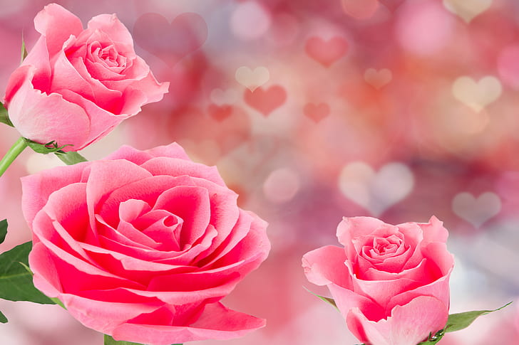 720x1280px | free download | HD wallpaper: roses, pink, flowers, romantic,  hearts, Valentine's Day | Wallpaper Flare