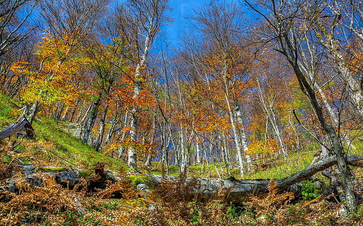 Croatia Parks Forests Autumn Scenery Plitvice Birch Nature 412127