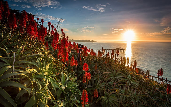 flowers, sea, sunlight, sky, La Jolla, USA, plant, sunset, beauty in nature, HD wallpaper