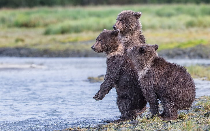 Alaska, Reserve, Katmai National Park, three bear, HD wallpaper