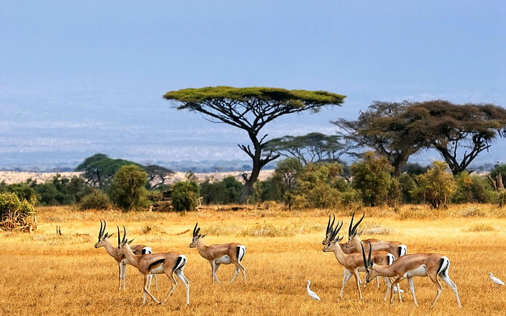animals, nature, gazelle, animals in the wild, animal themes, HD wallpaper
