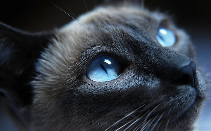 cat, blue eyes, face, animals, Siamese cats, HD wallpaper