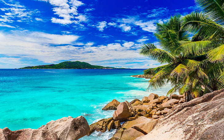 Summer, beach, sea, coconut trees near ocean water scenery during daytime