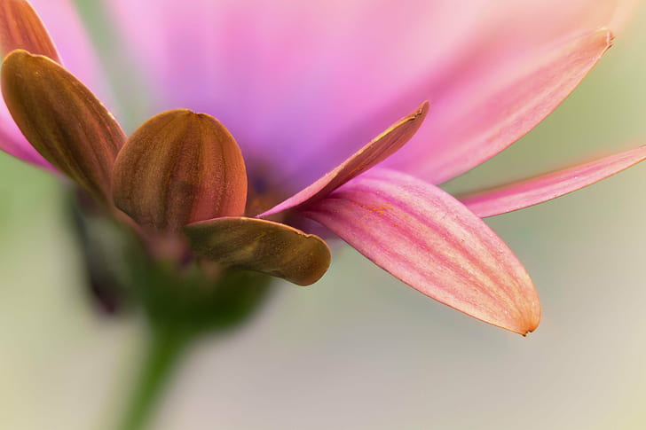 shallow focus photography of pink flowe, daisy, daisy, flower, HD wallpaper