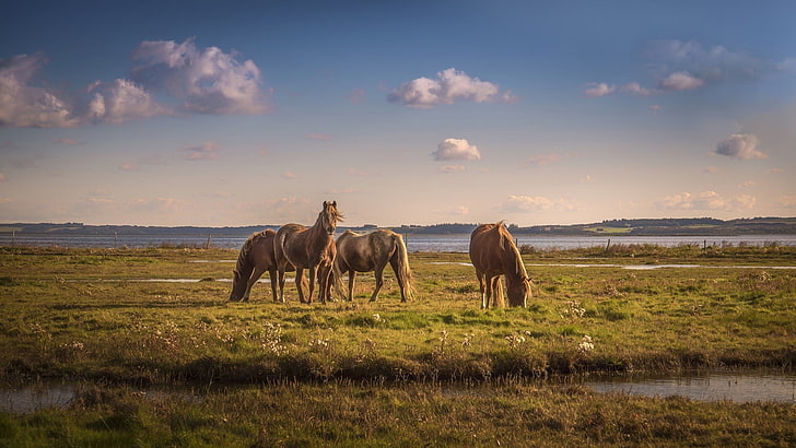 two brown and black horses, nature, animals, mammal, animal themes