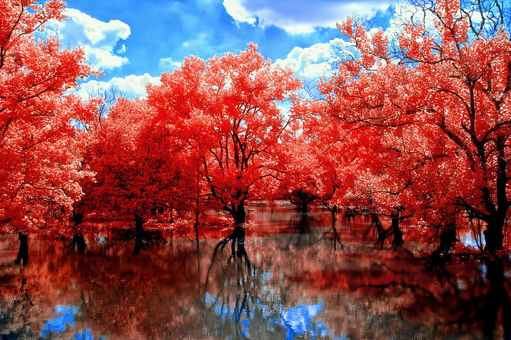 red leafed trees, red leaf plant in the shallow water, fall, nature