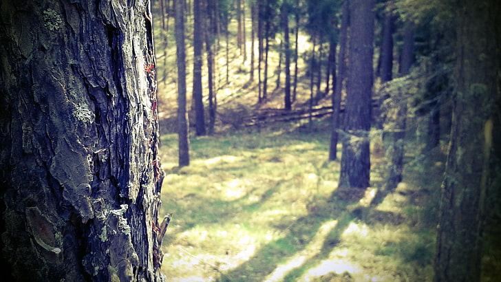 green woods, forest, Masuria, nature, trees, closeup, Poland, HD wallpaper