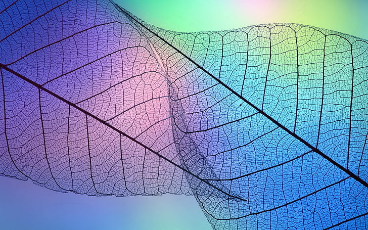 Transparent leaf vein abstract wallpaper 08, leaf illustration
