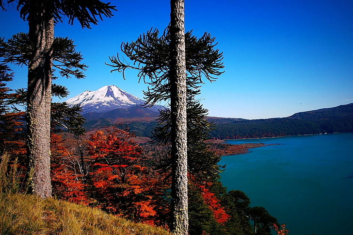 gray tree, volcano, Chile, forest, lake, fall, snowy peak, trees, HD wallpaper