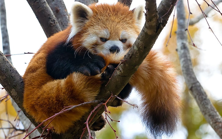red panda on tree, animals, animal themes, mammal, animal wildlife, HD wallpaper