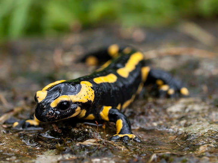 black and yellow lizard, fire salamander, fire salamander, Macro, HD wallpaper