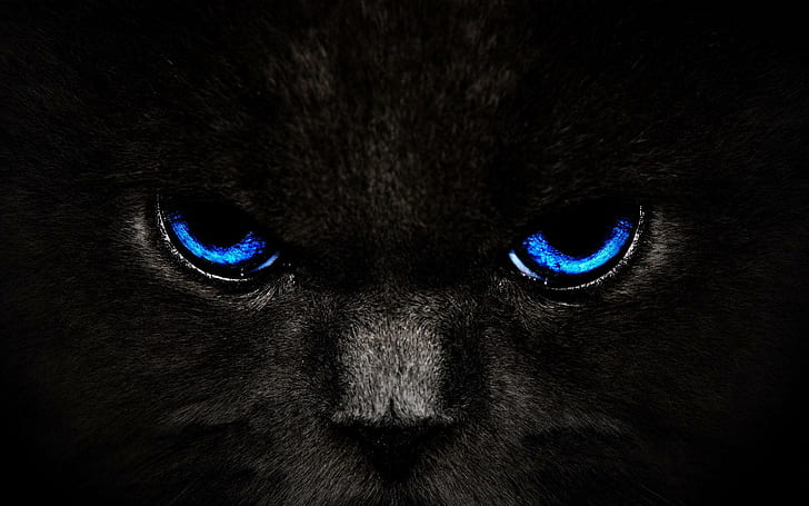 Stare, black, eyes, face, blue, animal, animals, HD wallpaper