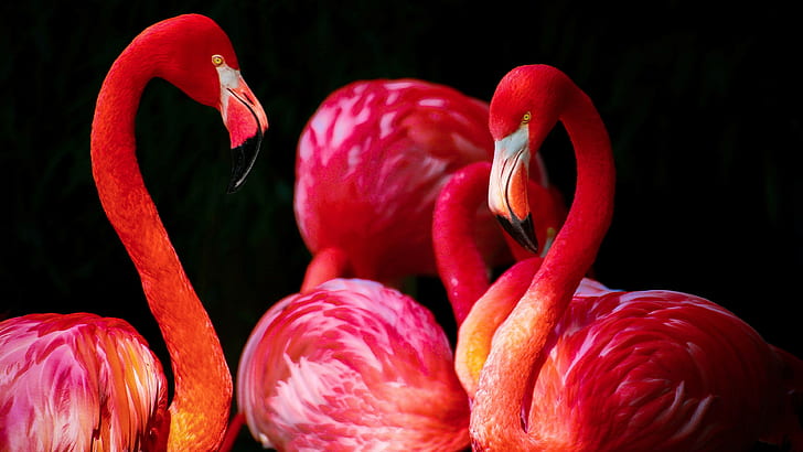 flamingos, birds, animals