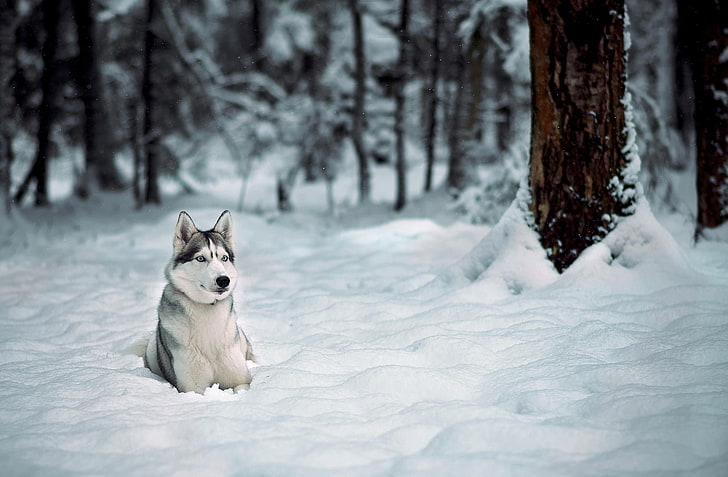 gray wolf, winter, forest, snow, trees, Dog, husky, Laika, sled Dog