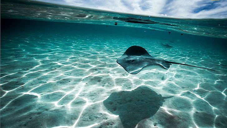 manta ray, tahiti, ocean, underwater, HD wallpaper