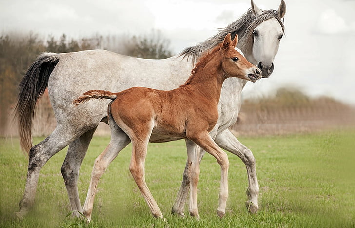 HD wallpaper: Animal, Horse, Baby Animal, Foal | Wallpaper Flare