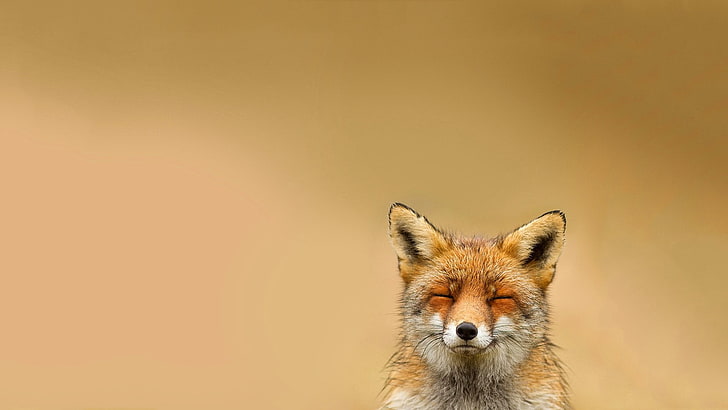 brown fox, animals, happy, relaxing, animal wildlife, one animal, HD wallpaper