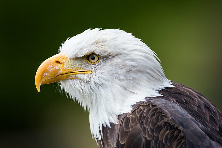 shallow focus photography of eagle, Bald Eagle, Portrait, Haliaeetus leucocephalus, HD wallpaper