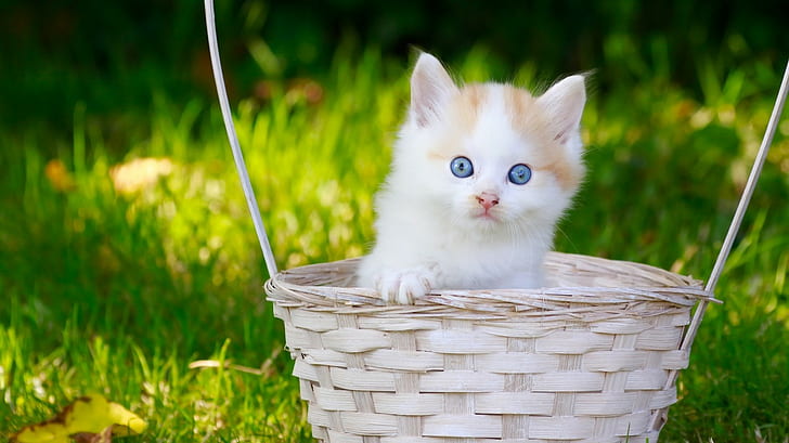 Kitten, baby, basket, white and orange short fur kitten, look, HD wallpaper