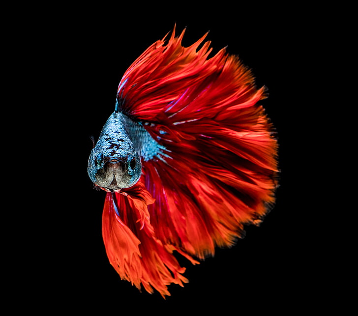 60,138 Betta Fish White Background Images, Stock Photos & Vectors |  Shutterstock