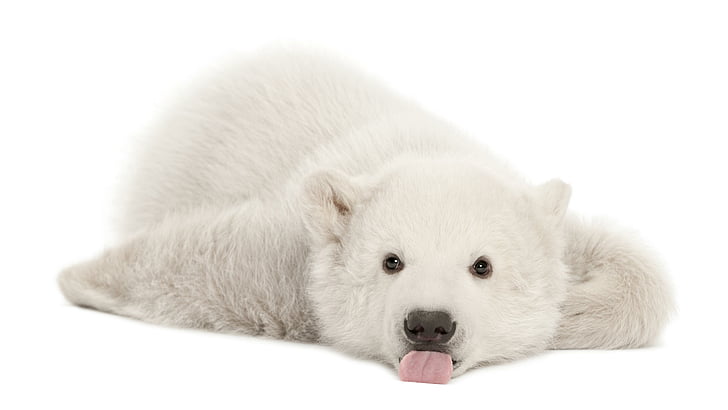 polar bear, cub, baby, HD wallpaper