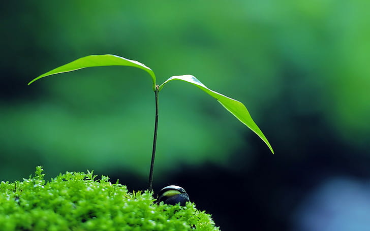 Plant, green, zen, Nature, HD wallpaper