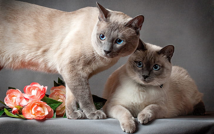 Thai cat, two cats, flowers, gray background, HD wallpaper