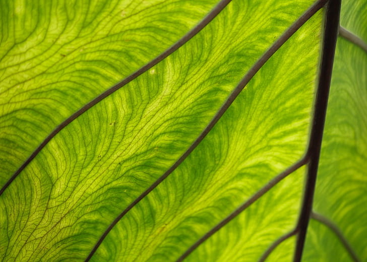 close-up photography of green leaf, alien, Green  leaf, HD wallpaper