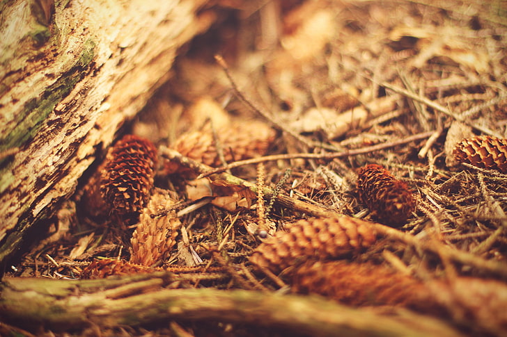 wood, macro, pine cones, selective focus, close-up, dry, nature, HD wallpaper