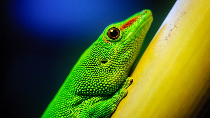 green lizard, lizards, animals, reptile, wildlife, nature, gecko, HD wallpaper
