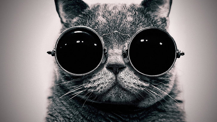 cat wearing round sunglasses in grayscale photography, black