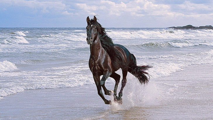brown horse, running, spray, beach, jump, animal, outdoors, nature