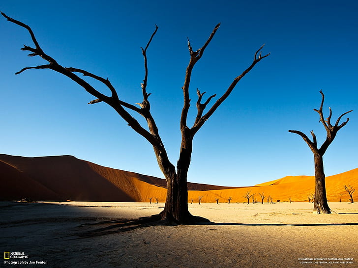 National Geographic, landscape, desert, nature, trees, Namibia, HD wallpaper