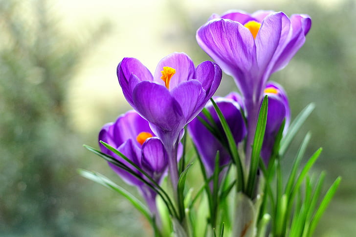 bunch of purple flowers, crocus, crocus, nature, plant, springtime, HD wallpaper