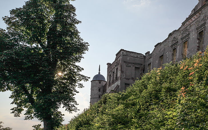janowiec castle, tree, building exterior, architecture, built structure