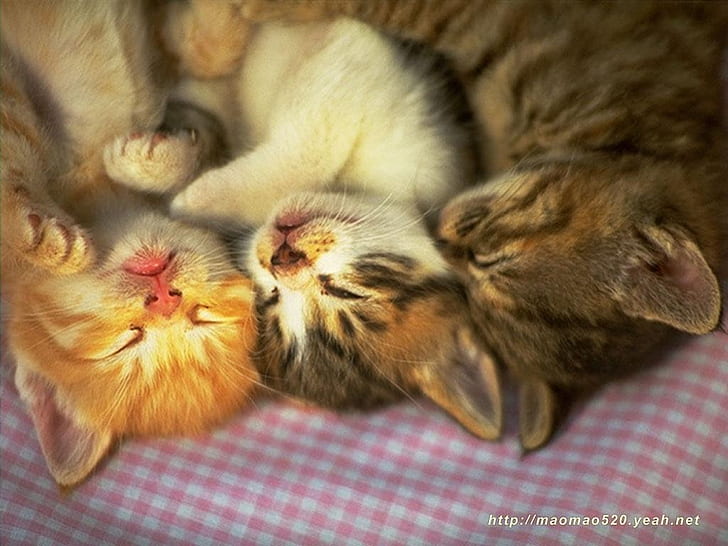 family nap Animals cats felines Pets sleeping HD, HD wallpaper