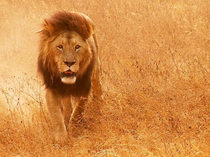 animals, lion, mammals, HD wallpaper
