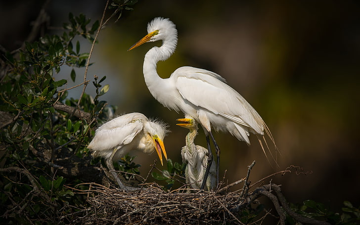 Nest On Big Egret White Heron Florida Swamp Bird Birds 4k Ultra Hd Wallpapers Best Hd Photos 3840×2400, HD wallpaper