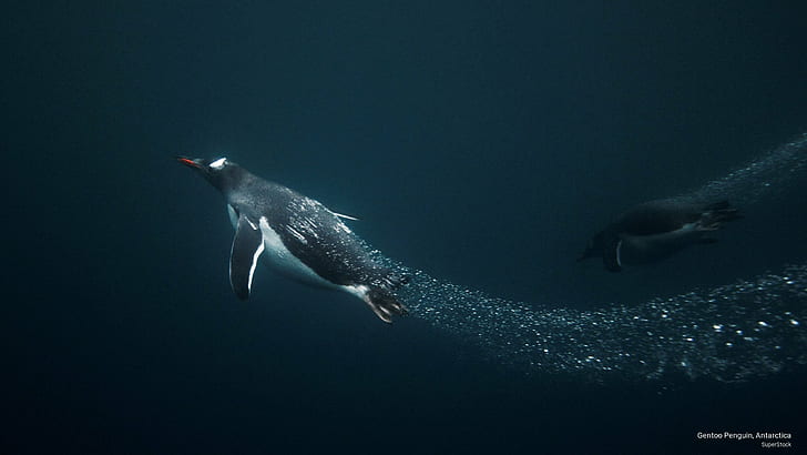 Gentoo Penguin, Antarctica, Animals