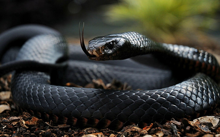 black snake, reptiles, depth of field, dark skin, eyes, wood, HD wallpaper
