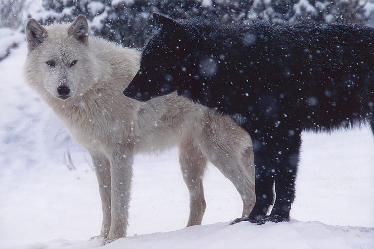 two black and white wolves, wolf, animals, snow, winter, cold temperature, HD wallpaper