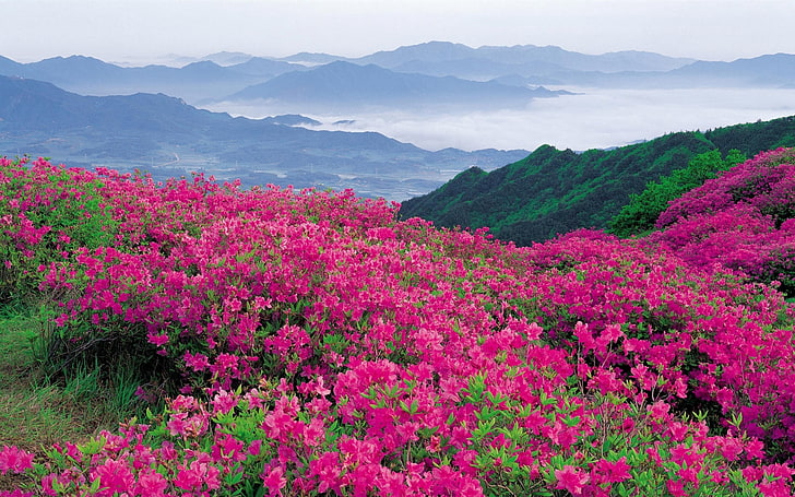 pink azalea flowers, mountains, slope, nature, outdoors, summer, HD wallpaper