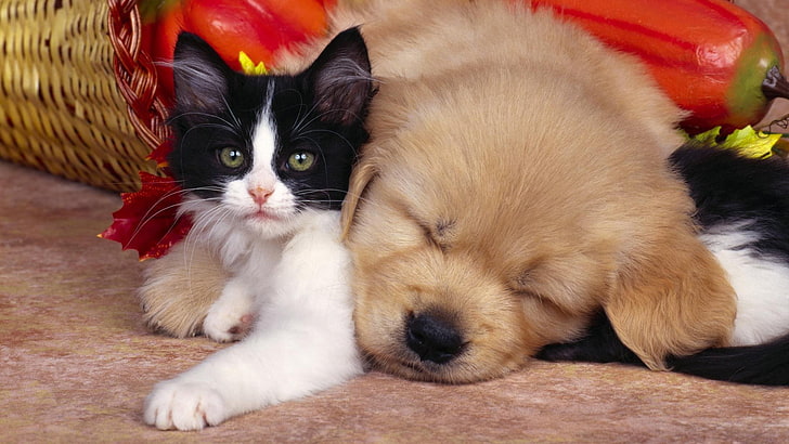 long-coated brown puppy and tuxedo cat, kitty, sleep, friendship