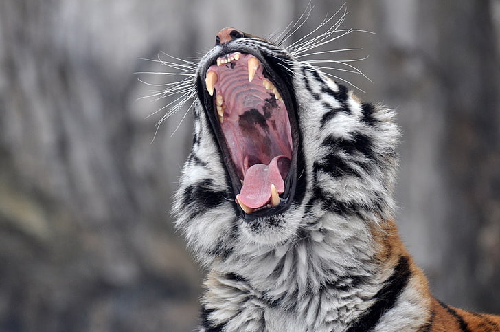 tiger, roar, yawning, animal themes, one animal, mammal, mouth open, HD wallpaper