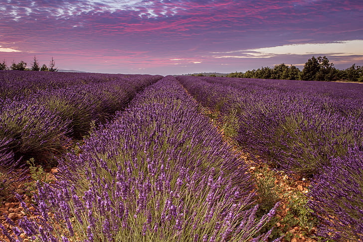 landscape photography of bed of hyacinth flowers, Sunset, France